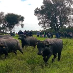 Leite de bufala uma oportunidade para pequenos produtores