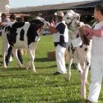 RS banho de leite marca apice do concurso leiteiro da Fenasul Expoleite 2022