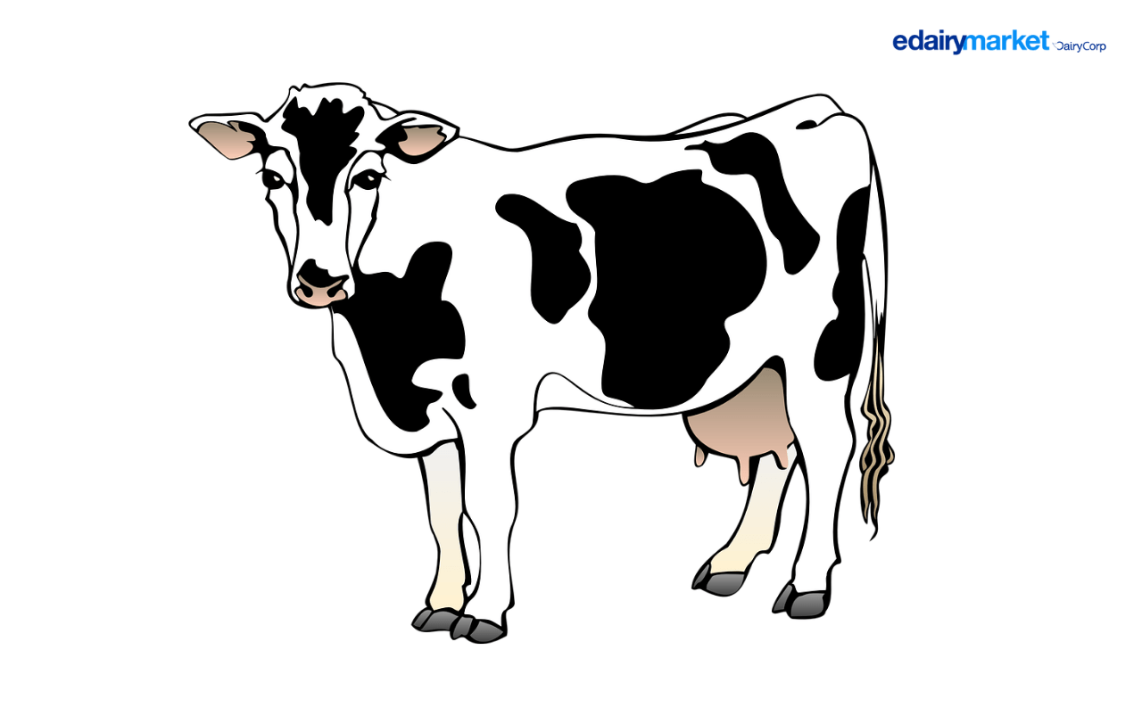 5 Fatos Divertidos Que Você Deve Saber Sobre As Vacas Edairynews Br 6950