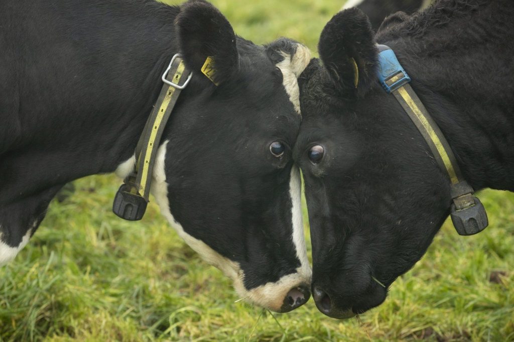 As vacas nas explorações leiteiras já não sofrem, são agora responsáveis pelo aquecimento global. (Ph. cortesia de Sebastián Villanueva, All Flex)