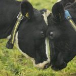 As vacas nas explorações leiteiras já não sofrem, são agora responsáveis pelo aquecimento global. (Ph. cortesia de Sebastián Villanueva, All Flex)