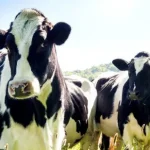 New Zealand Dairy Meat Exporters Slam Arderns Pact With EU