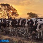 A produção de lacticínios reúne os aspectos mais belos da agricultura e da pecuária.