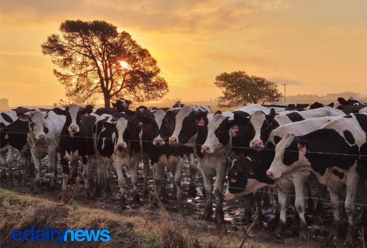 A produção de lacticínios reúne os aspectos mais belos da agricultura e da pecuária.