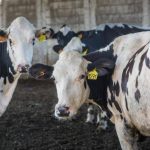 Vacas lecheras en una explotacion de la cooperativa Alba Ganaderos de Granada