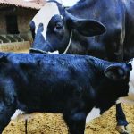 Nasce primeiro bezerro fruto da capacitacao em Inseminacao Artificial