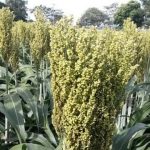 Sorgo