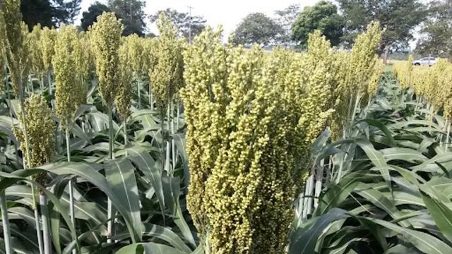 Sorgo