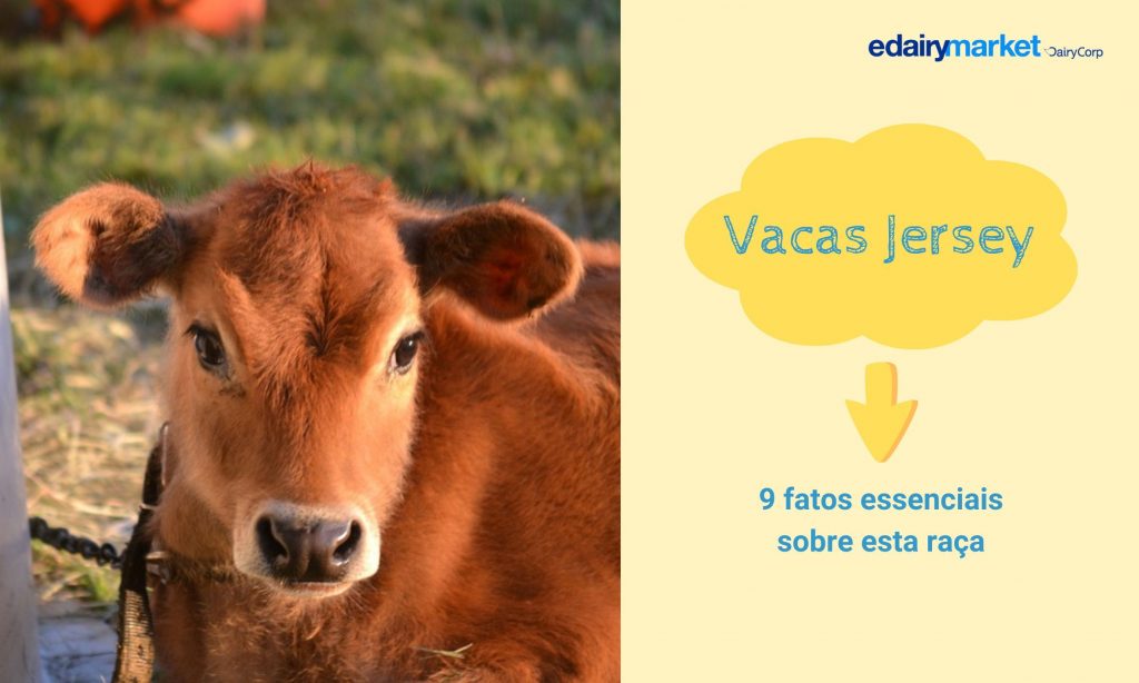 Vacas Jersey