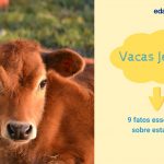 Vacas Jersey