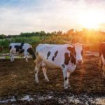 nutrição, vacas, Dinamarca