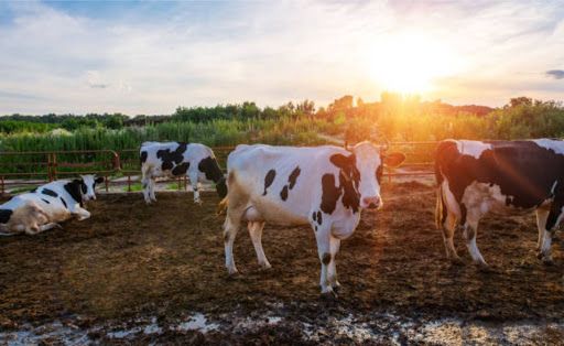 nutrição de vacas