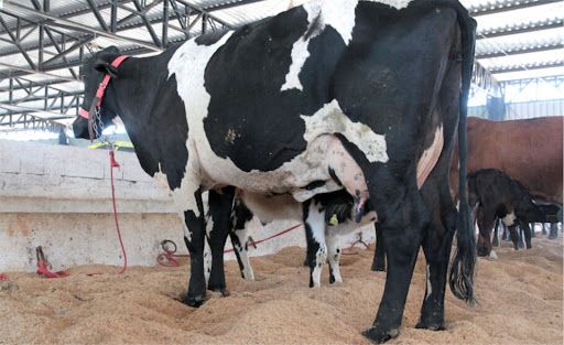 Preço do leite pago ao produtor em Mato Grosso vai 1,8% após sete altas seguidas
