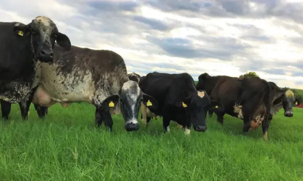 Raça Girolando surgiu por acaso quando um Touro Gir invadiu uma pastagem vizinha, no Vale do Paraíba, e cobriu algumas vacas holandesas.