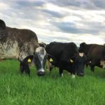 Raça Girolando surgiu por acaso quando um Touro Gir invadiu uma pastagem vizinha, no Vale do Paraíba, e cobriu algumas vacas holandesas.