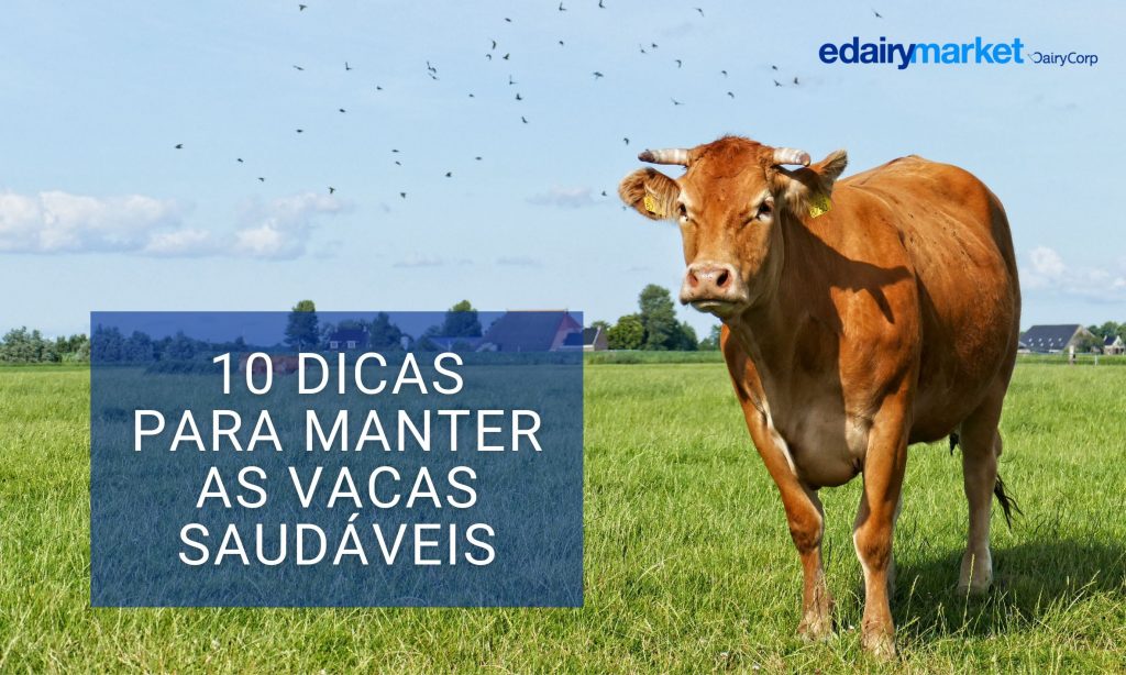 10 Dicas para manter as vacas saudáveis