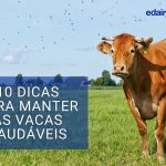 10 Dicas para manter as vacas saudáveis