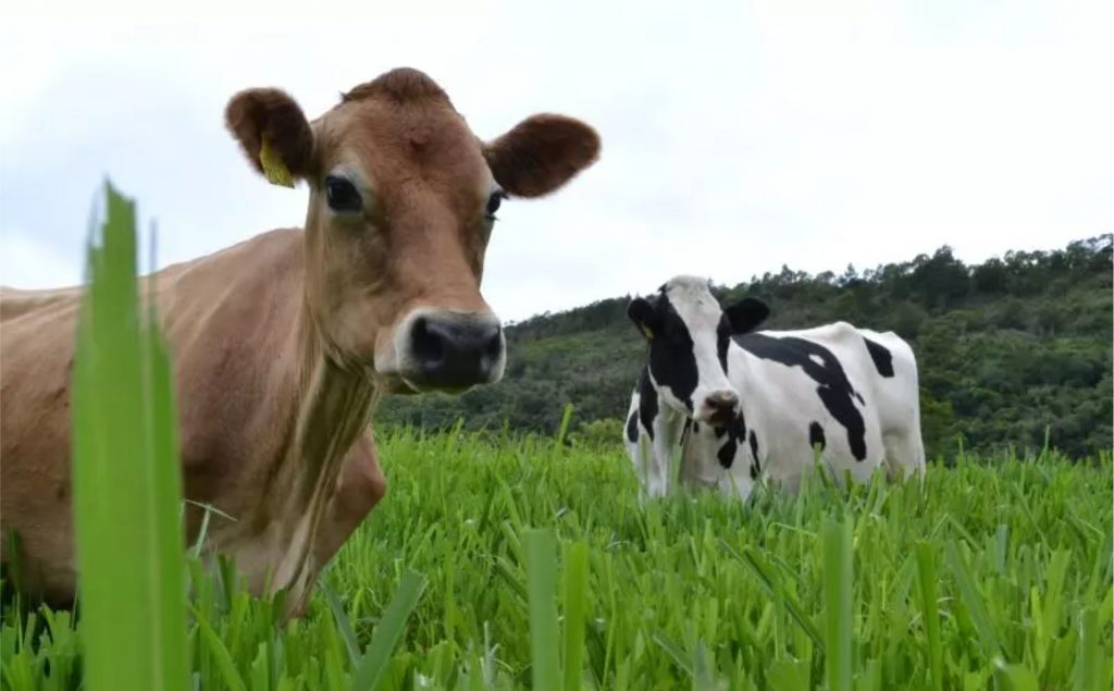 Em 1985, a Cooperativa contava com mais de 5 mil produtores de leite, produzindo entre 30 e 50 mil litros por mês – Foto: Divulgação