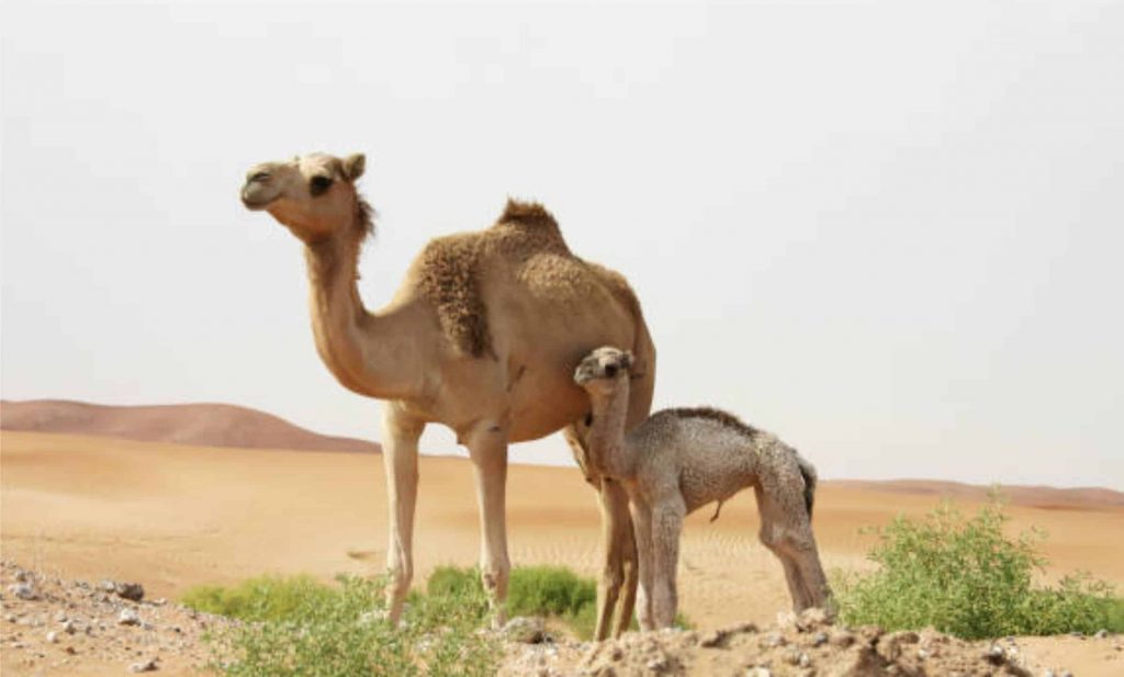 Uma das tendências do setor de bebidas nos últimos anos é o consumo do leite de camela in natura e como ingrediente da indústria de laticínios.