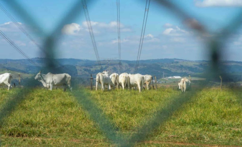 É mais barato trazer leite de países vizinhos do que comprar de produtores nacionais