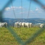 É mais barato trazer leite de países vizinhos do que comprar de produtores nacionais