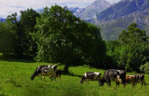 LOC1 Vacas Paisaje 300x193 1