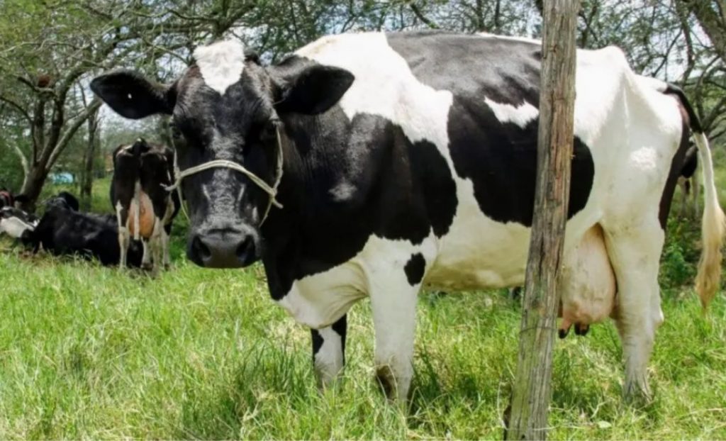 lácteo- Os criadores sergipanos confirmam o crescimento na produção de leite em Sergipe.