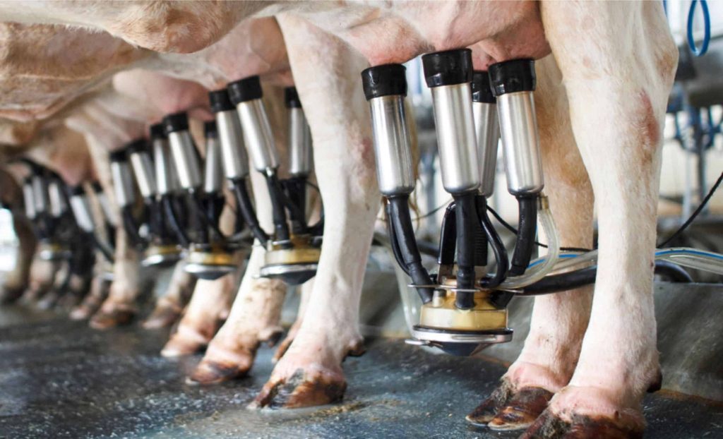 O gado leiteiro precisa ser muito bem tratado. O sistema nervoso da vaca tem receptores responsáveis pela quantidade e qualidade de leite que vai liberar.