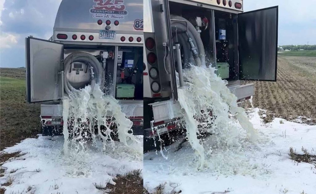 As fazendas do Upper Midwest estão tendo que despejar leite em campos abertos devido ao atual excedente de leite no mercado. - Foto de Mitch Thompson.