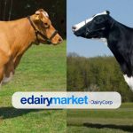 8 diferenças entre Holsteins e Guernseys