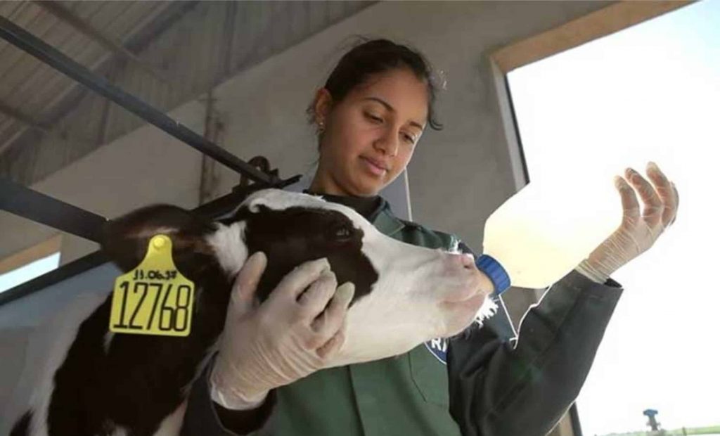 bezerros - Os produtos da RAR que utilizam exclusivamente o leite produzido em sua fazenda agora apresentam o selo de bem-estar animal emitido pela Integral Certificações, uma das principais empresas de certificação do Brasil.