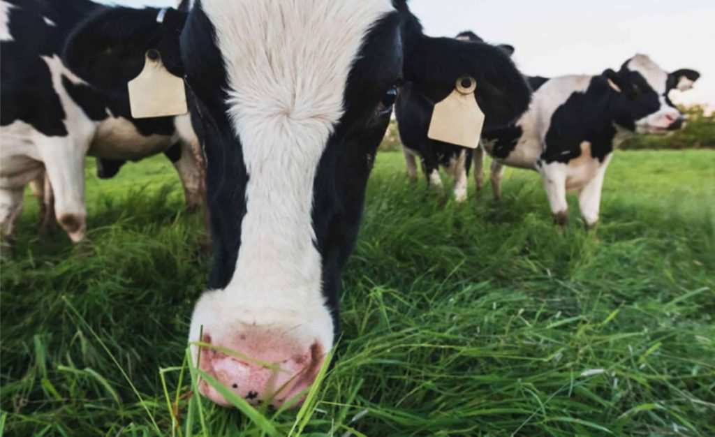 Muitos produtores de leite tinham ideias diferentes sobre o significado de sustentabilidade e havia vários níveis de consciencialização. Foto: Canva