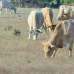 Apoio Europeu aos agricultores em 430 milhões de euros. Foto: Rosa Pinto