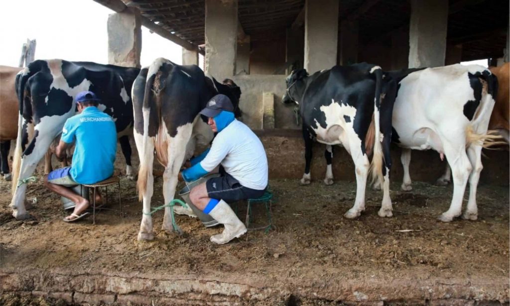 Legenda: Para crescer ainda mais, a produção cearense de leite precisa de melhores estradas vicinais Foto: Fabiane de Paula