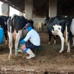 Legenda: Para crescer ainda mais, a produção cearense de leite precisa de melhores estradas vicinais Foto: Fabiane de Paula