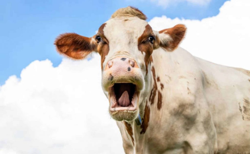 A caseína representa cerca de 80% da proteína do leite bovino e o soro de leite, cerca de 20%.