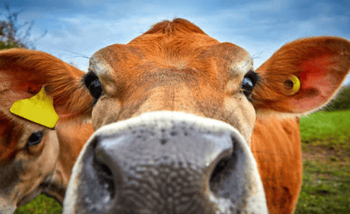 Os touros Jersey apresentam resistência superior a parasitas internos e externos, enquanto as vacas oferecem uma qualidade de leite excepcional.