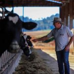 Segundo pesquisa, 60,7% dos produtores brasileiros entregam menos de 200 litros de leite por dia — Foto: Theo Marques