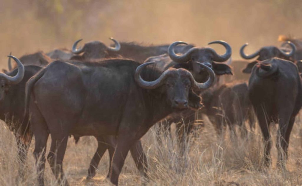 O leite de búfala combate os radicais livres causadores de doenças degenerativas e aceleradores do envelhecimento, elementos que podem causar até mesmo tumores malignos.