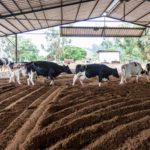 compost barn