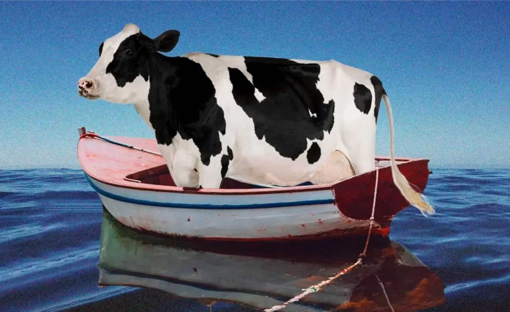 vaca