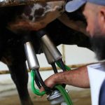 Resultado de dezembro é reflexo do aumento nos custos da alimentação dos animais — Foto: Philippe Lima/Divulgação