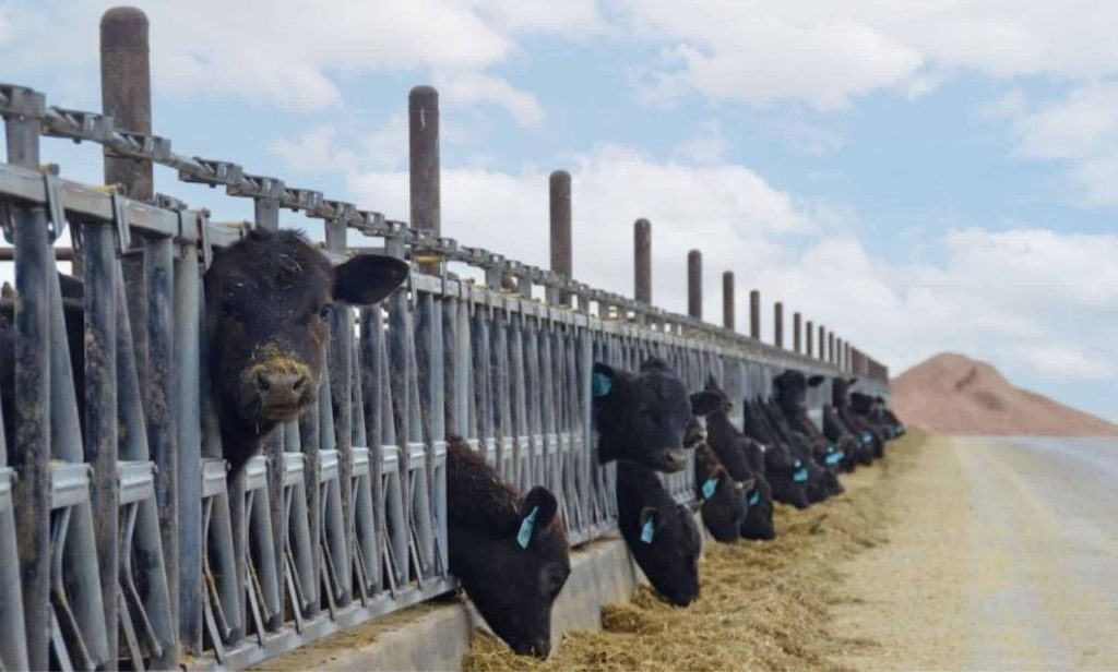 Beef-on-Dairy Há apenas cinco anos, havia cerca de 25,4 milhões de bovinos alimentados em confinamento que eram cortados ano após ano. (Wyatt Bechtal)