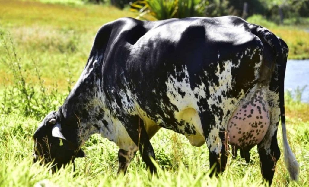 Vaca Girolando: especialista dá dicas para estimular a produção leiteira na fazendaVaca Girolando: especialista dá dicas para estimular a produção leiteira na fazenda