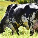 Vaca Girolando: especialista dá dicas para estimular a produção leiteira na fazendaVaca Girolando: especialista dá dicas para estimular a produção leiteira na fazenda