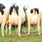 A sala de ordenha emerge como o coração vital de qualquer empreendimento de produção de leite animal.