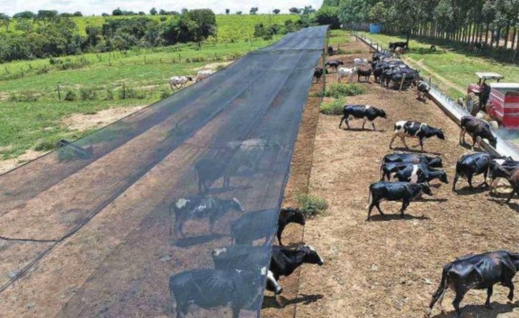 Fazenda com 140 hectares, de Paulo Henrique de Souza lino, em pompéu, na região central de minas, tem 115 vacas leiteiras e ainda não se desfez de parte do gado, mas já dispensou os prestadores de serviço