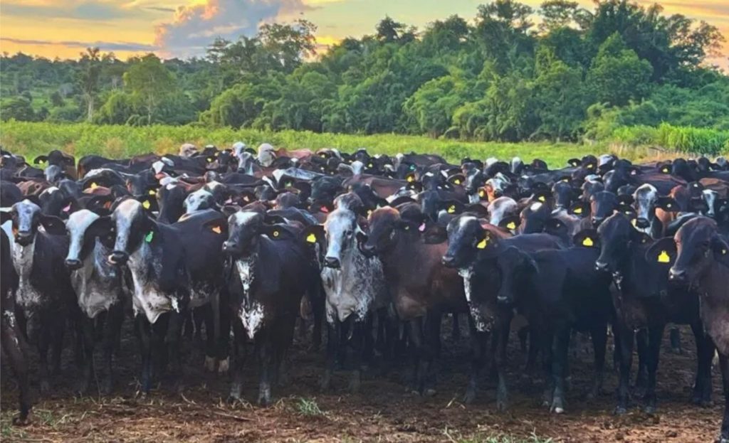 No vasto e diversificado panorama da pecuária brasileira, a raça Girolando desponta como um verdadeiro patrimônio nacional.