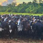 No vasto e diversificado panorama da pecuária brasileira, a raça Girolando desponta como um verdadeiro patrimônio nacional.