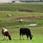 Cadeia leiteira perdeu 608 dos produtores desde 2015 aponta Emater